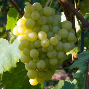 Loose Perlette seedless