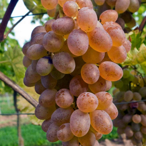 Teresa seedless