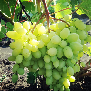 Geliodor seedless