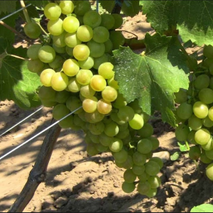 Thotron seedless