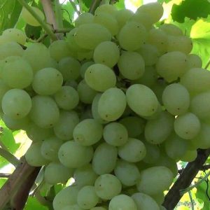 Nishava seedless