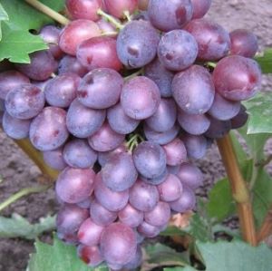 Juznobereznij seedless