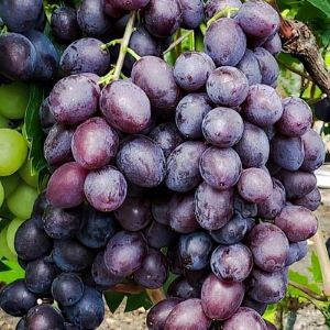 Bravisimo seedless