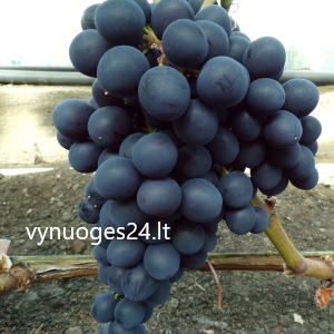 Chernij sultan seedless