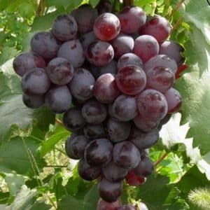 Crimson seedless