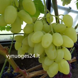 Dolgozdanij seedless