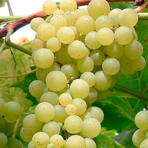 Exalta seedless