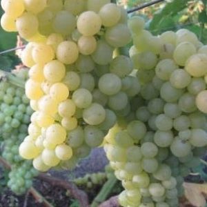 Elica seedless