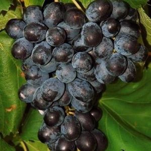 Fantasy seedless