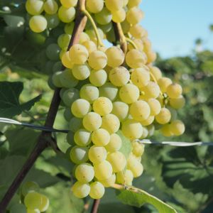 Fresno seedless