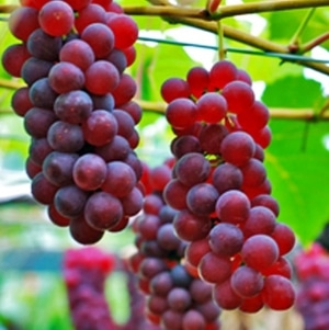 Swenson Red