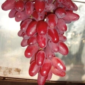 Kazanova