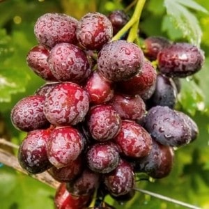 Olimp (Kalugina)