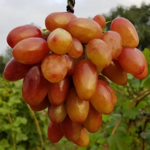 Katrusia Kahovskaja (Tropikanka)