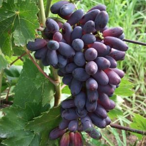 Jasia seedless