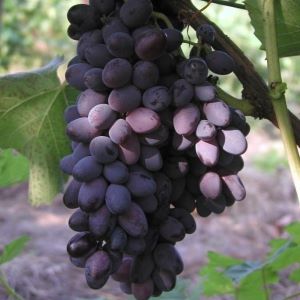 Jupiter seedless