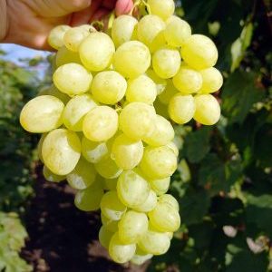 Coachella seedless