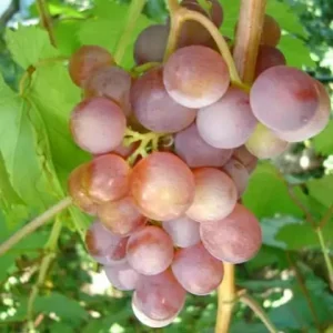 Kristina seedless