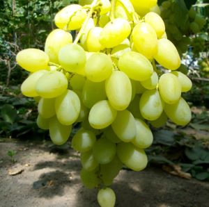 Millenium seedless
