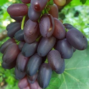 Night Beauty seedless