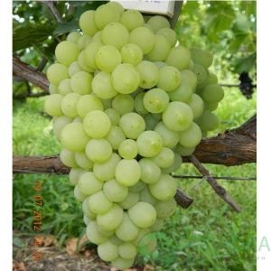 Princess seedless