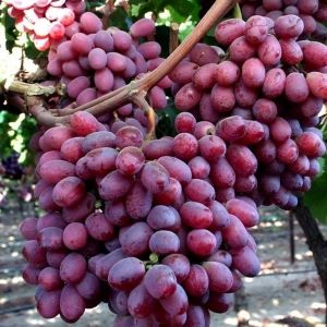 Scarlotta seedless