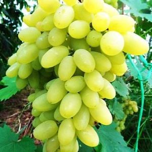 Superior seedless