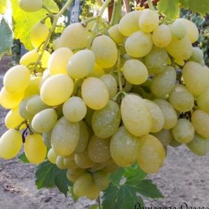 Svilena seedless