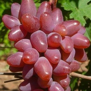 Dubovskij krasnij