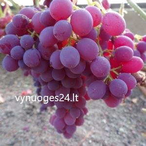 Vanessa seedless