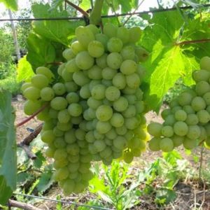 Himrod seedless