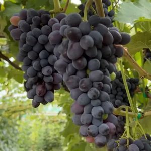 Jutal seedless