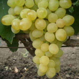 Koktel seedless
