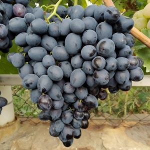Black finger seedless