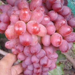 Ice Beauty seedless