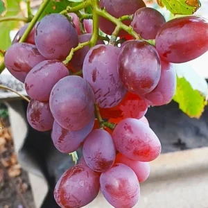 Krasavcik rannij (Letniaja krasa)