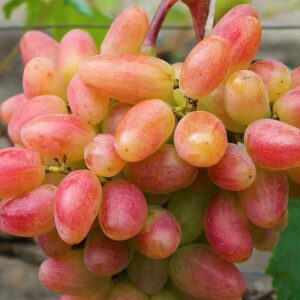 Dneprovskaja rivjera